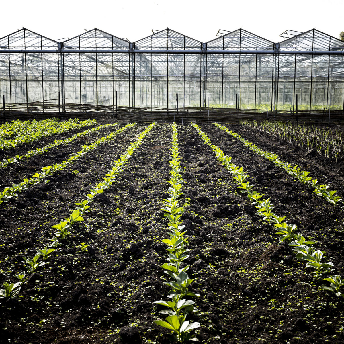 Nieuwe groentebedden Zorgkwekerij Groen
