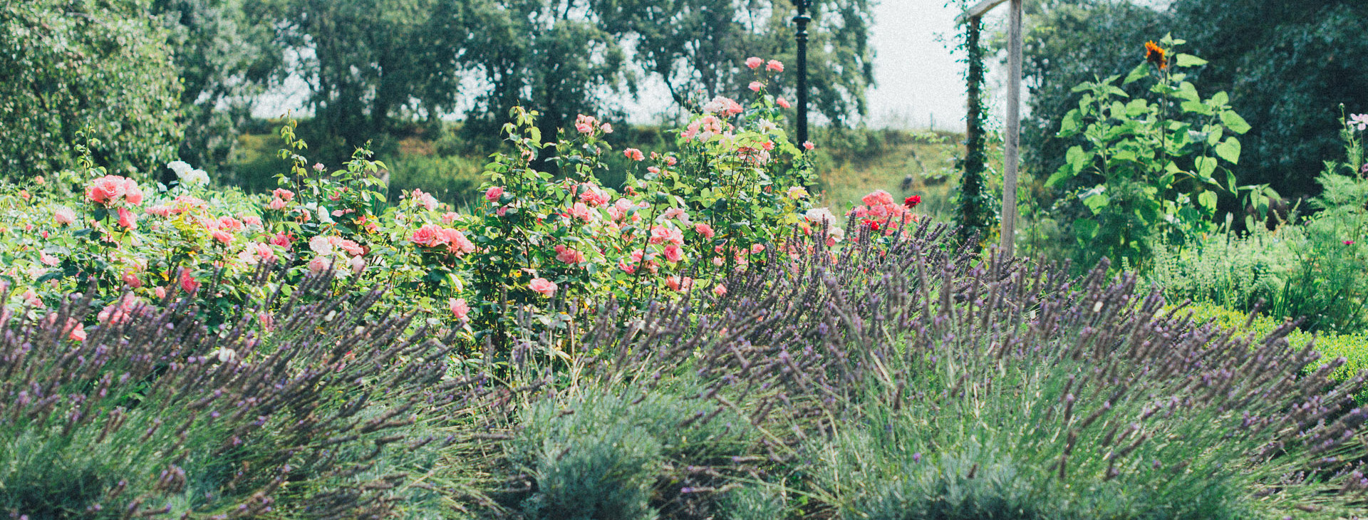 Tuin met lavendel en rozen
