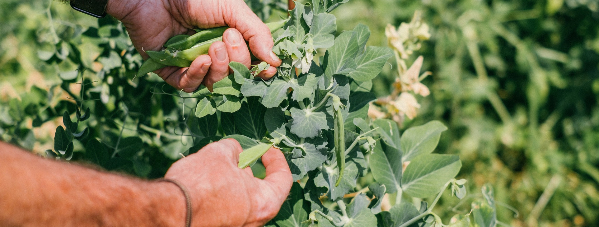 Handen uit de mouwen bij een groene plant - Groentebuur