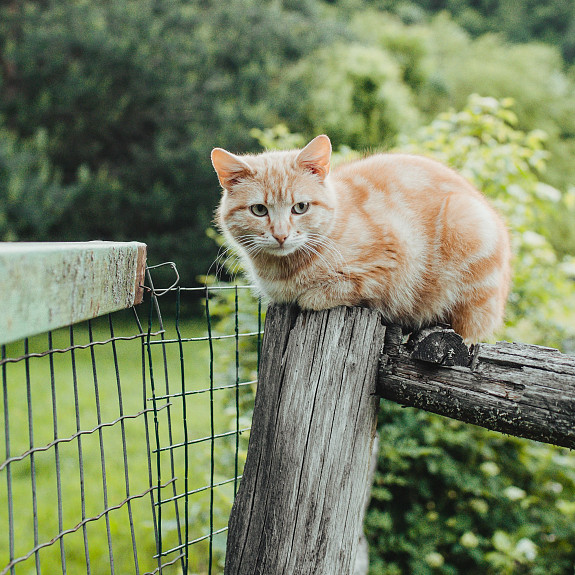 Boerderijkater op een hek