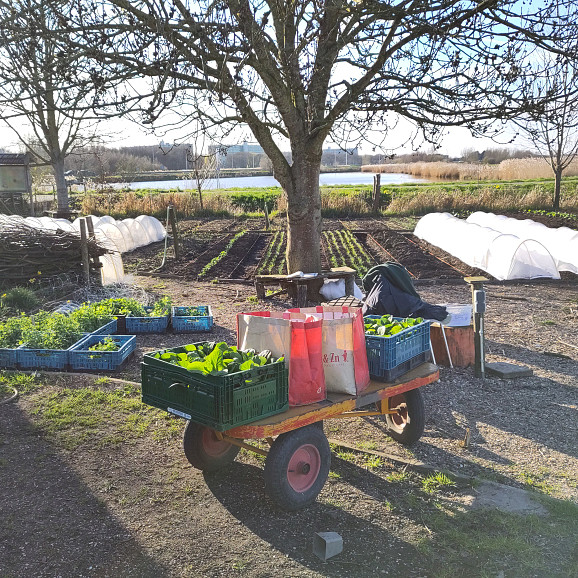Wagentje met oogst bij tuin boerderij De Meent